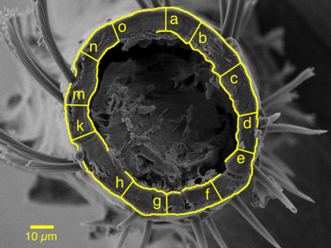 A cross-section of a bed bug leg. Image D. G. Lilly et al., 2016/PLOS One